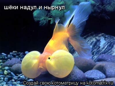 шёки надул и нырнул... Котоматрица: шёки надул и нырнул