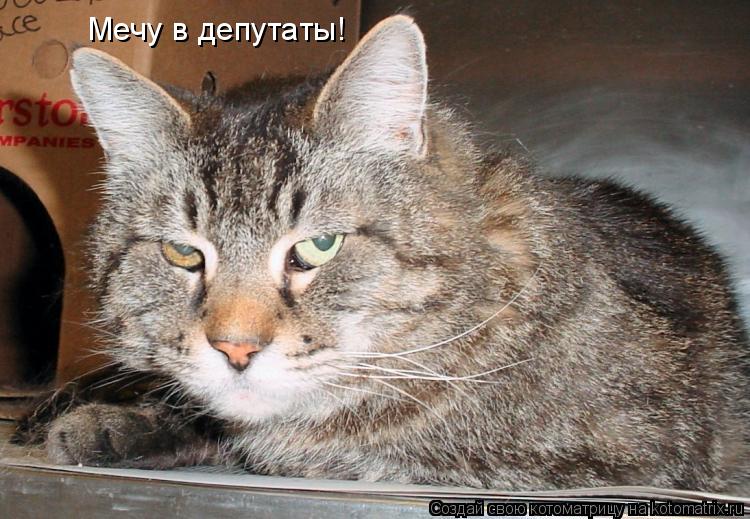 Мечу в депутаты!... Котоматрица: Мечу в депутаты!