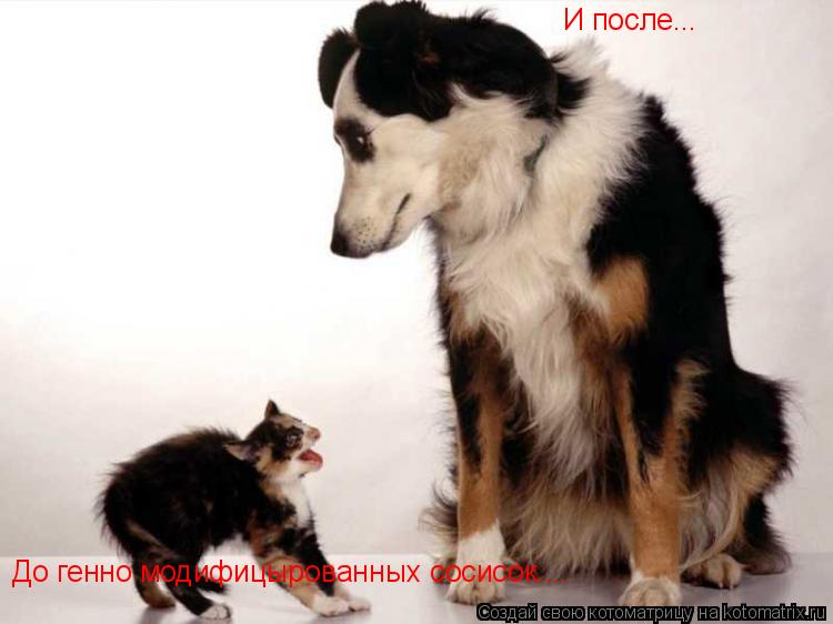 До генно модифицырованных сосисок.... До генно модифицырованных сосисок.... И после... И после...... Котоматрица: До генно модифицырованных сосисок.... До генно модифицырованных сосисок.... И после... И после...