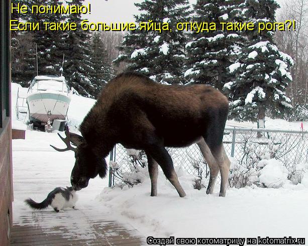 Если такие большие яйца, откуда такие рога?! Не понимаю!... Котоматрица: Если такие большие яйца, откуда такие рога?! Не понимаю!