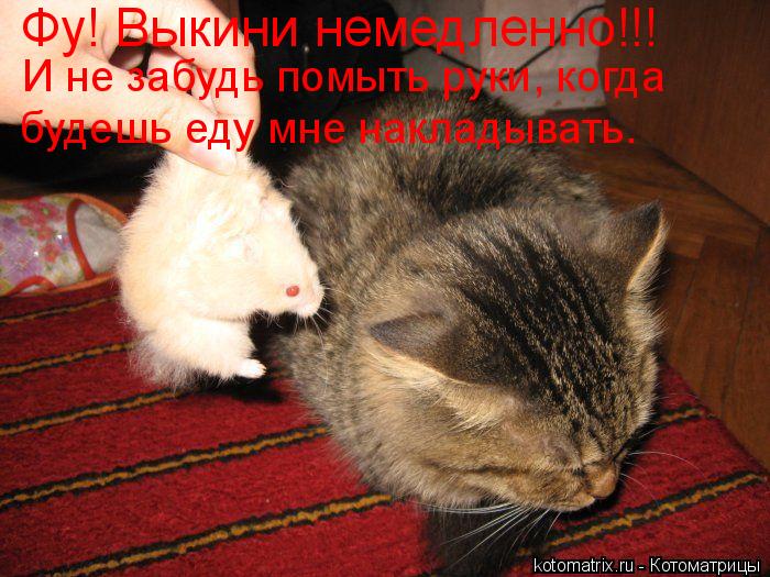 Фу! Выкини немедленно!!! И не забудь помыть руки, когда будешь еду мне накладывать.... Котоматрица: Фу! Выкини немедленно!!! И не забудь помыть руки, когда будешь еду мне накладывать.