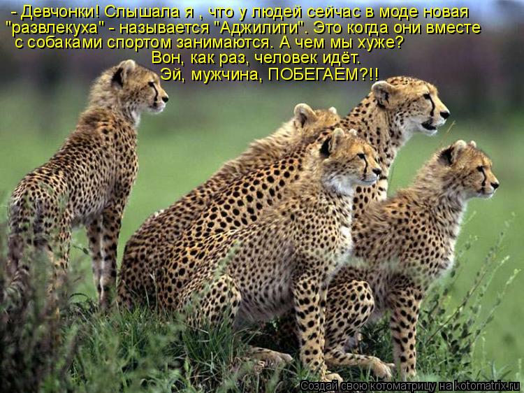 - Девчонки! Слышала я , что у людей сейчас в моде новая "развлекуха" - называется "Аджилити". Это ког... Котоматрица: - Девчонки! Слышала я , что у людей сейчас в моде новая "развлекуха" - называется "Аджилити". Это когда они вместе с собаками спортом занимаютс