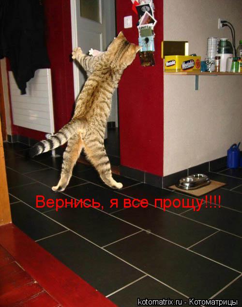 Вернись, я все прощу!!!!... Котоматрица: Вернись, я все прощу!!!!