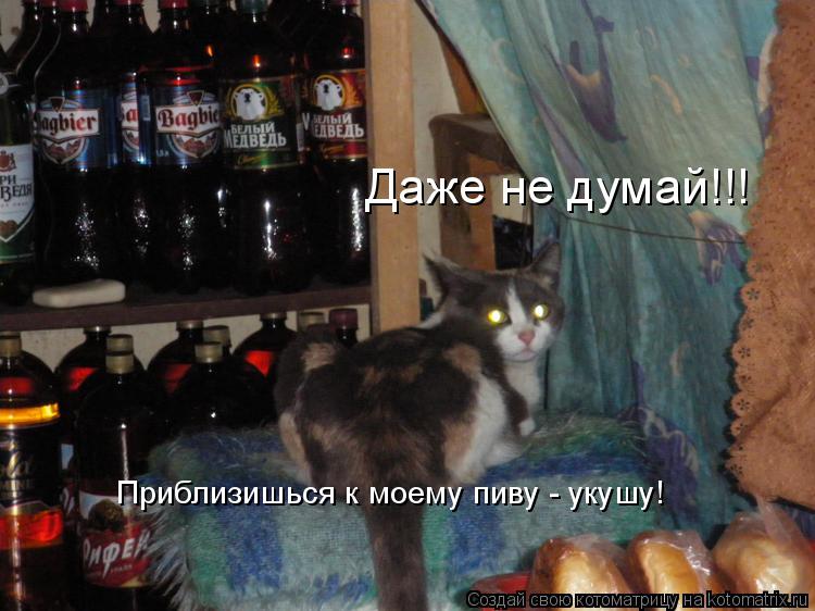 Даже не думай!!! Приблизишься к моему пиву - укушу!... Котоматрица: Даже не думай!!! Приблизишься к моему пиву - укушу!