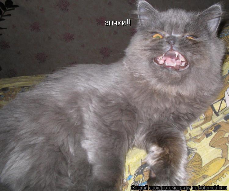апчхи!!... Котоматрица: апчхи!!