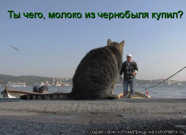 Ты чего, молоко из чернобыля купил?... Котоматрица: Ты чего, молоко из чернобыля купил?
