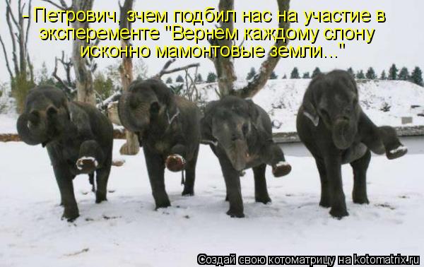 Котоматрица: - Петрович, зчем подбил нас на участие в эксперементе "Вернем каждому слону исконно мамонтовые земли..."