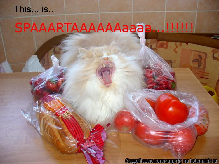 Котоматрица: This... is... SPAAARTAAAAAAaaaa...!!!!!!