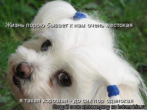 Котоматрица: Жизнь порою бывает к нам очень жестокая я такая хорошая - до сих пор одинокая