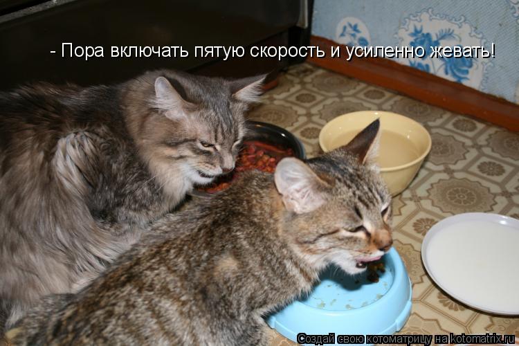 Котоматрица: - Пора включать пятую скорость и усиленно жевать!