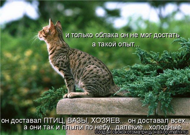 и только облака он не мог достать а такой опыт... он доставал ПТИЦ, ВАЗЫ, ХОЗЯЕВ... он доставал всех.... Котоматрица: и только облака он не мог достать а такой опыт... он доставал ПТИЦ, ВАЗЫ, ХОЗЯЕВ... он доставал всех.... а они так и плыли по небу...далекие...холод