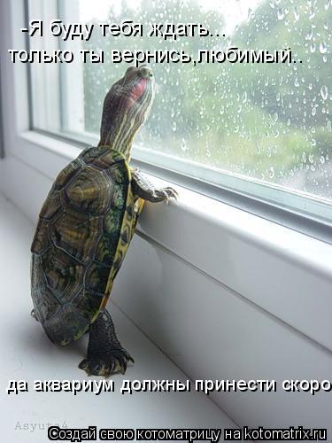 Котоматрица: -Я буду тебя ждать... только ты вернись,любимый.. да аквариум должны принести скоро