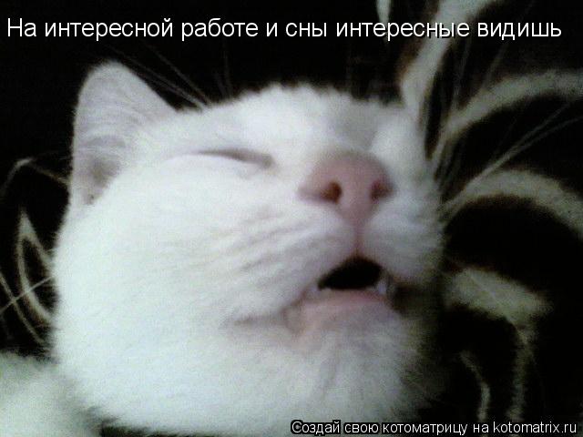 Котоматрица: Hа интересной работе и сны интересные видишь