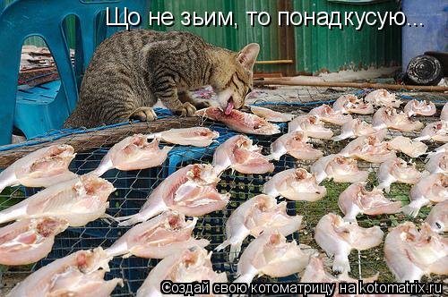 Котоматрица: Що не зьим, то понадкусую...