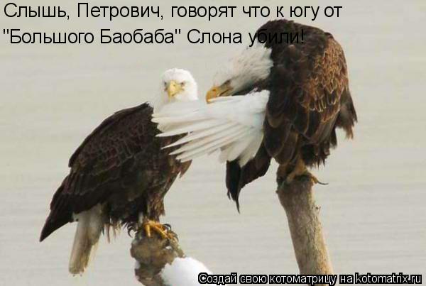 Котоматрица: "Большого Баобаба" Слона убили! Слышь, Петрович, говорят что к югу от