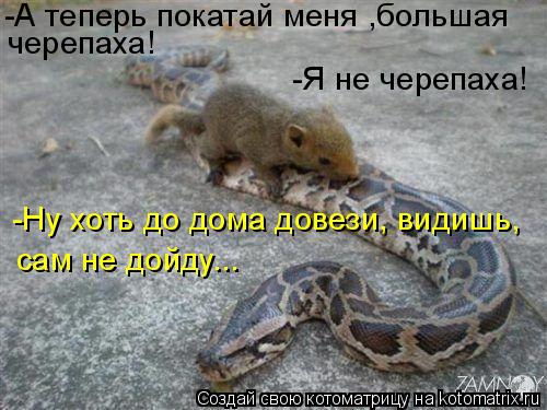 Котоматрица: -А теперь покатай меня ,большая черепаха! -Я не черепаха! -Ну хоть до дома довези, видишь, сам не дойду...