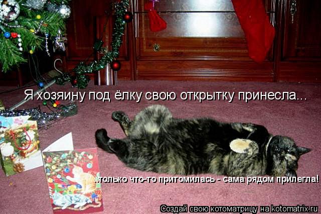Котоматрица: Я хозяину под ёлку свою открытку принесла... ..только что-то притомилась - сама рядом прилегла!