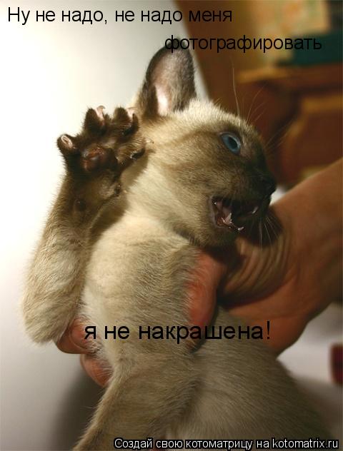 Котоматрица: Ну не надо, не надо меня фотографировать я не накрашена!