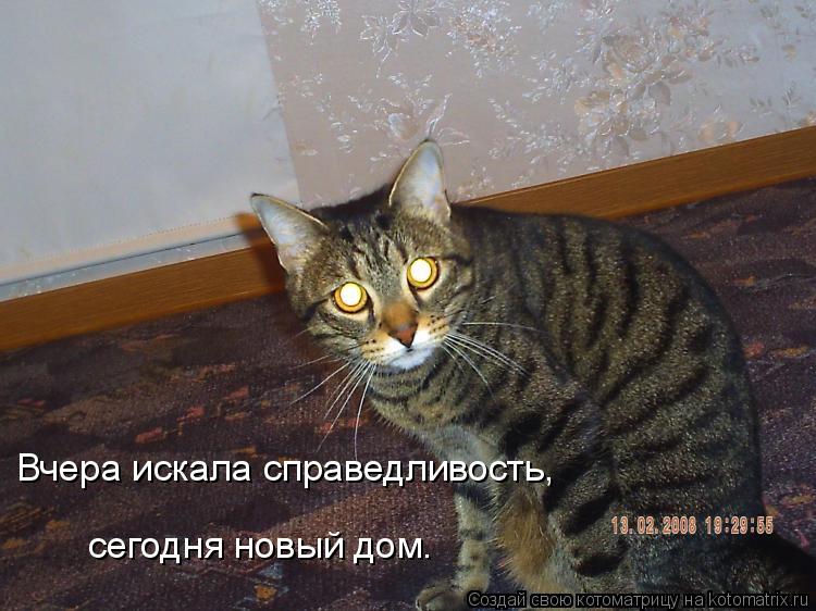 Котоматрица: Вчера искала справедливость, сегодня новый дом.
