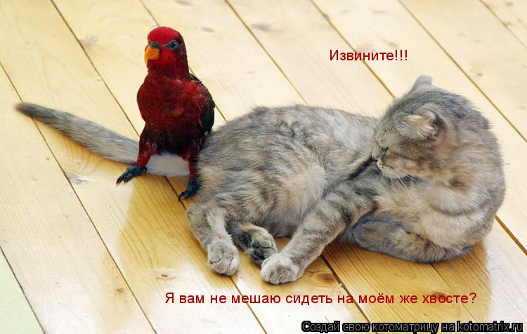 Котоматрица: Извините!!! Я вам не мешаю сидеть на моём же хвосте?
