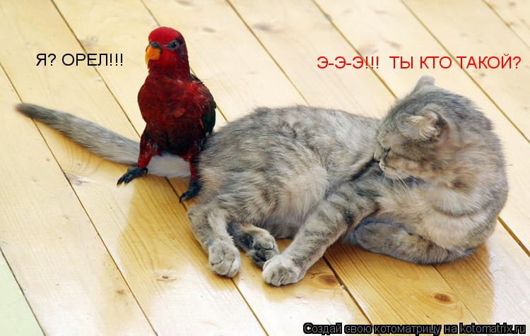 Э-Э-Э!!! ТЫ КТО ТАКОЙ? Я? ОРЕЛ!!!... Котоматрица: Э-Э-Э!!! ТЫ КТО ТАКОЙ? Я? ОРЕЛ!!!