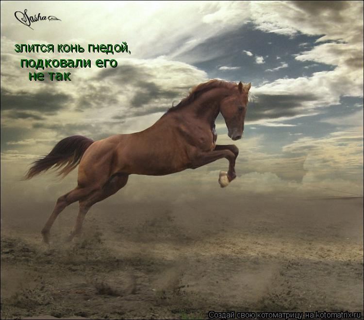 злится конь гнедой, подковали его не так... Котоматрица: злится конь гнедой, подковали его не так