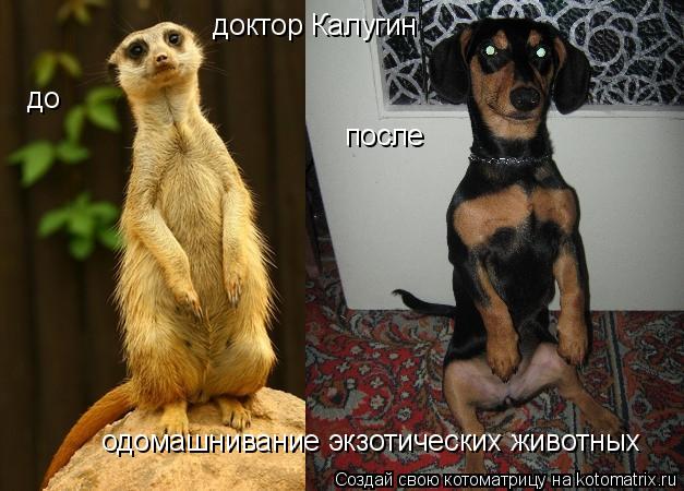 доктор Калугин одомашнивание экзотических животных до после... Котоматрица: доктор Калугин одомашнивание экзотических животных до после