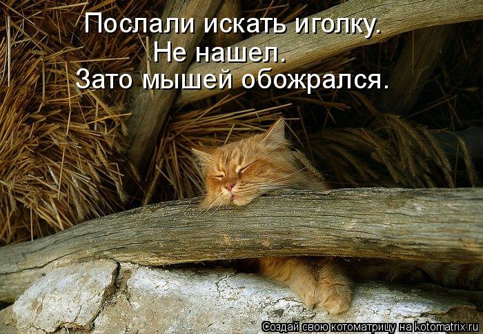 Послали искать иголку. Не нашел. Зато мышей обожрался.... Котоматрица: Послали искать иголку. Не нашел. Зато мышей обожрался.