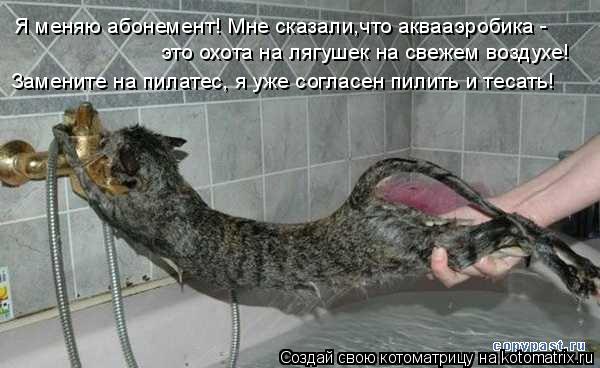 Я меняю абонемент! Мне сказали,что аквааэробика - это охота на лягушек на свежем воздухе! Замените н... Котоматрица: Я меняю абонемент! Мне сказали,что аквааэробика - это охота на лягушек на свежем воздухе! Замените на пилатес, я уже согласен пилить и тесат