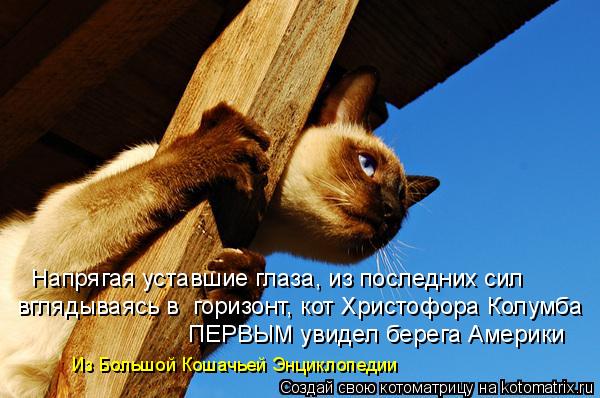 Напрягая уставшие глаза, из последних сил вглядываясь в горизонт, кот Христофора Колумба ПЕРВЫМ уви... Котоматрица: Напрягая уставшие глаза, из последних сил вглядываясь в горизонт, кот Христофора Колумба ПЕРВЫМ увидел берега Америки Из Большой Кошачье