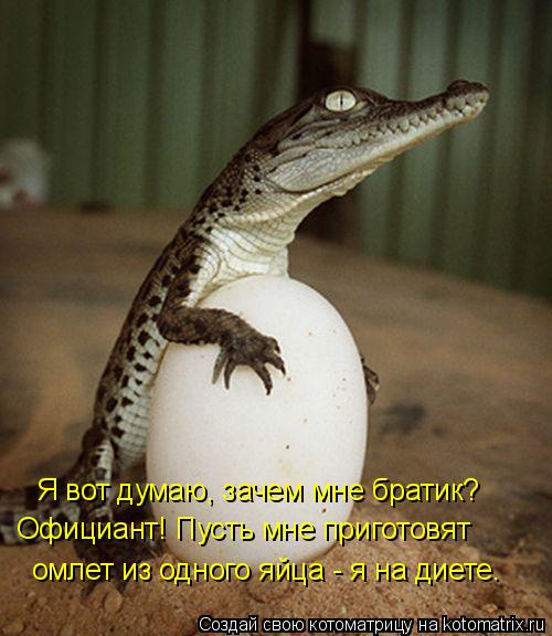 Котоматрица: Я вот думаю, зачем мне братик? Официант! Пусть мне приготовят омлет из одного яйца - я на диете.