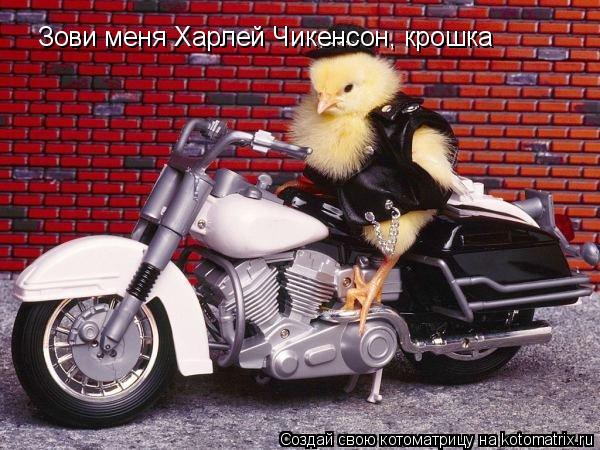Котоматрица: Зови меня Харлей Чикенсон, крошка