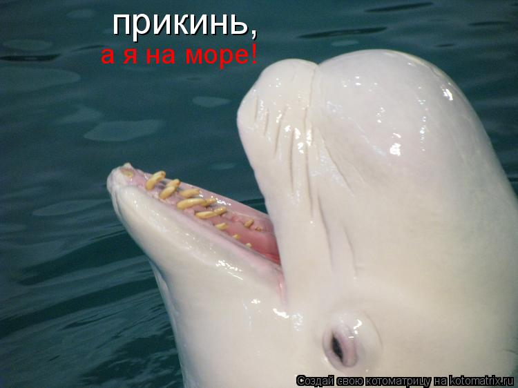 Котоматрица: прикинь, а я на море!