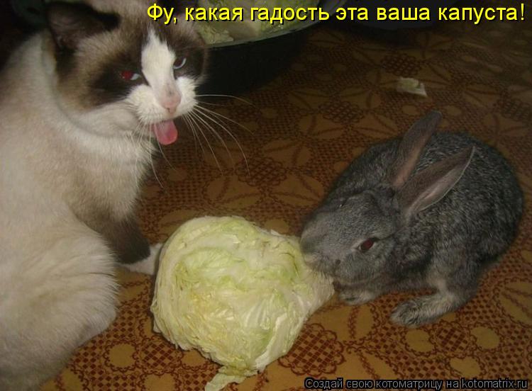 Фу, какая гадость эта ваша капуста!... Котоматрица: Фу, какая гадость эта ваша капуста!