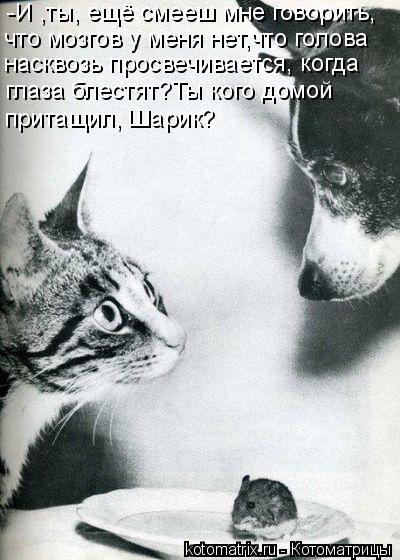 -И ,ты, ещё смееш мне говорить, что мозгов у меня нет,что голова насквозь просвечивается, когда глаза... Котоматрица: -И ,ты, ещё смееш мне говорить, что мозгов у меня нет,что голова насквозь просвечивается, когда глаза блестят?Ты кого домой притащил, Шарик?