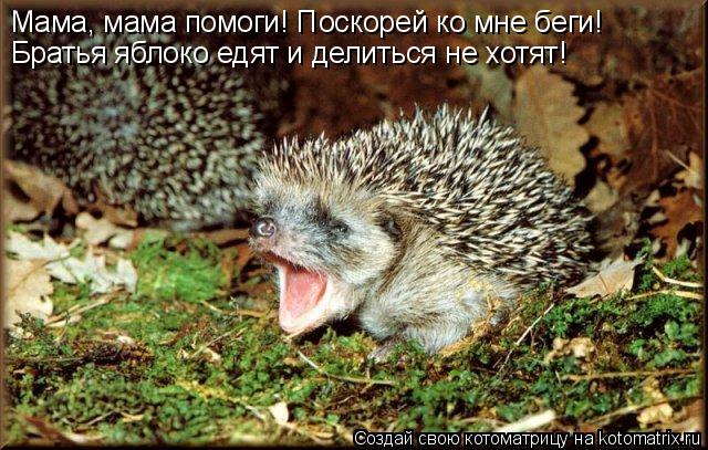Мама, мама помоги! Поскорей ко мне беги! Братья яблоко едят и делиться не хотят!... Котоматрица: Мама, мама помоги! Поскорей ко мне беги! Братья яблоко едят и делиться не хотят!