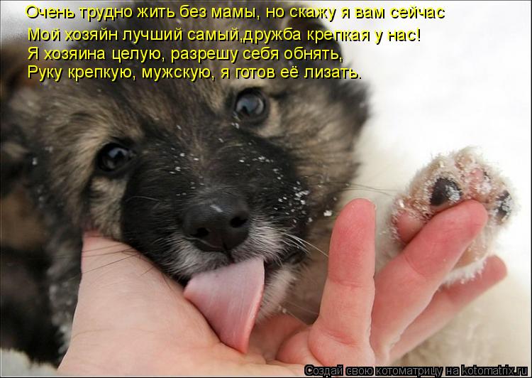 Очень трудно жить без мамы, но скажу я вам сейчас Мой хозяйн лучший самый,дружба крепкая у нас! Я хоз... Котоматрица: Очень трудно жить без мамы, но скажу я вам сейчас Мой хозяйн лучший самый,дружба крепкая у нас! Я хозяина целую, разрешу себя обнять, Руку кре