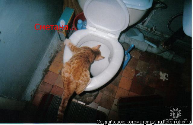 Сметана...... Котоматрица: Сметана...