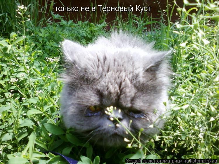 Котоматрица: только не в Терновый Куст