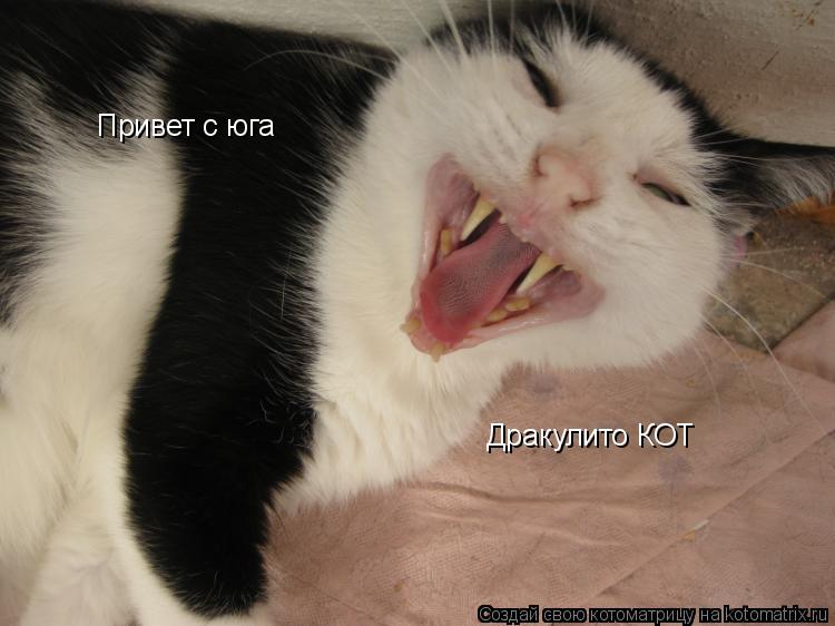 Котоматрица: Привет с юга Привет с юга Дракулито КОТ Дракулито КОТ