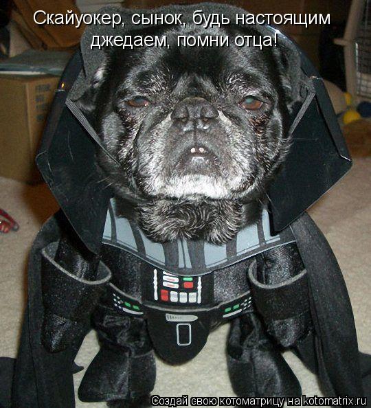 Котоматрица: Скайуокер, сынок, будь настоящим джедаем, помни отца!