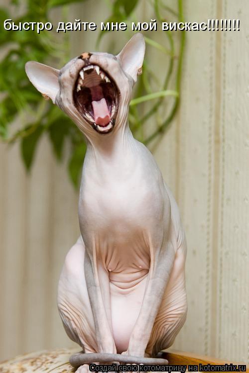 Котоматрица: быстро дайте мне мой вискас!!!!!!!!