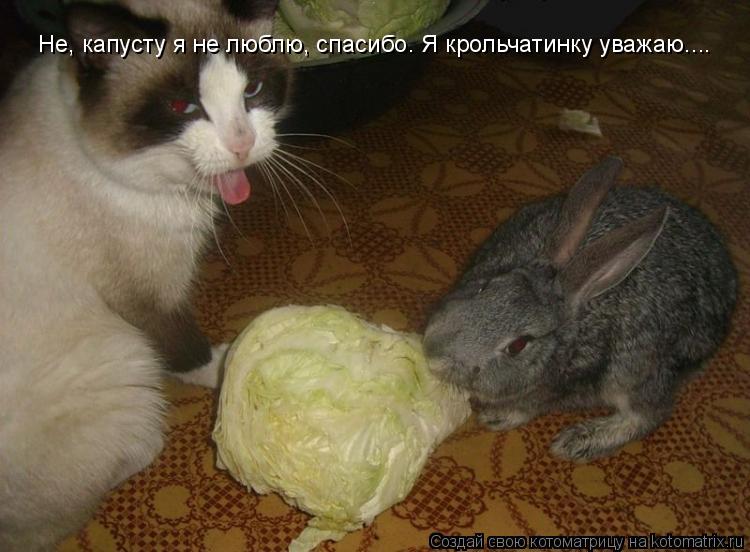 Не, капусту я не люблю, спасибо. Я крольчатинку уважаю....... Котоматрица: Не, капусту я не люблю, спасибо. Я крольчатинку уважаю....