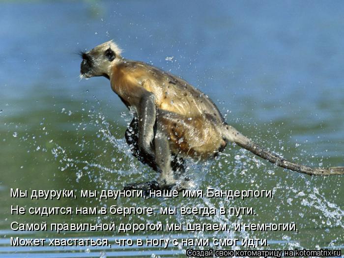 Котоматрица: Мы двуруки, мы двуноги, наше имя Бандерлоги, Не сидится нам в берлоге, мы всегда в пути. Самой правильной дорогой мы шагаем, и немногий, Может 