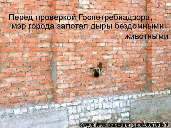 Котоматрица: Перед проверкой Госпотребнадзора,  животными мэр города залотал дыры бездомными