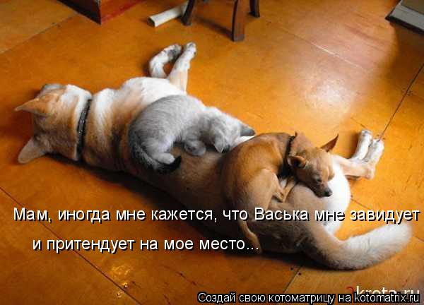 Мам, иногда мне кажется, что Васька мне завидует и притендует на мое место...... Котоматрица: Мам, иногда мне кажется, что Васька мне завидует и притендует на мое место...