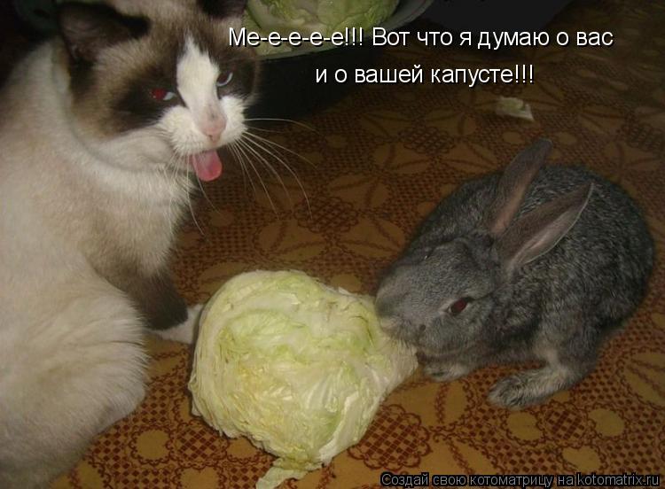 Ме-е-е-е-е!!! Вот что я думаю о вас и о вашей капусте!!!... Котоматрица: Ме-е-е-е-е!!! Вот что я думаю о вас и о вашей капусте!!!