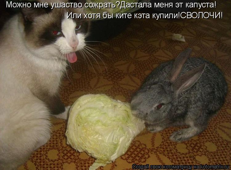Можно мне ушаство сожрать?Дастала меня эт капуста! Или хотя бы ките кэта купили!СВОЛОЧИ!... Котоматрица: Можно мне ушаство сожрать?Дастала меня эт капуста! Или хотя бы ките кэта купили!СВОЛОЧИ!