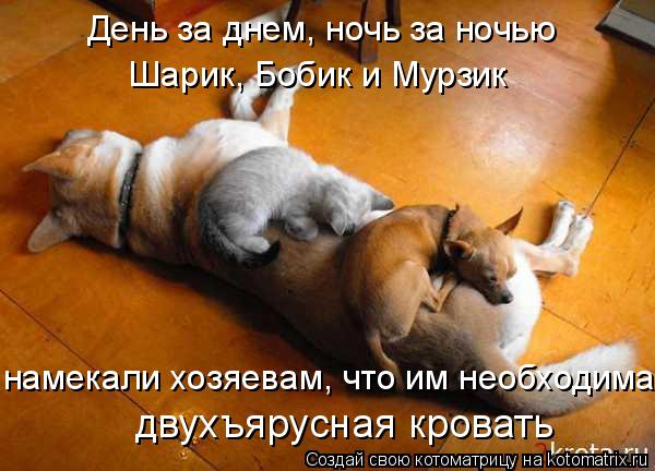 День за днем, ночь за ночью Шарик, Бобик и Мурзик намекали хозяевам, что им необходима двухъярусная к... Котоматрица: День за днем, ночь за ночью Шарик, Бобик и Мурзик намекали хозяевам, что им необходима двухъярусная кровать