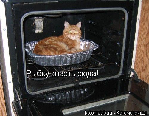 Рыбку класть сюда!... Котоматрица: Рыбку класть сюда!